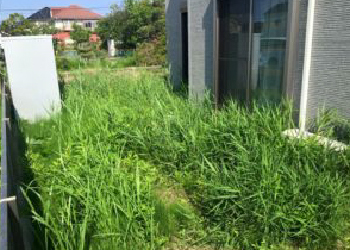 除草・剪定のイメージ画像